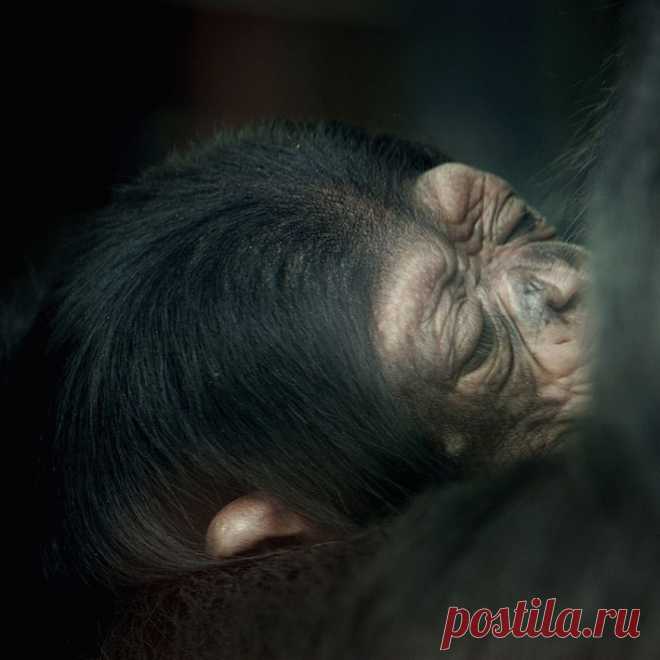 Шимпанзе заботятся о своих инвалидах