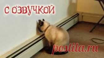 Приколы с котами и смешная ОЗВУЧКА животных – Ржака до слез 2018 от PSO