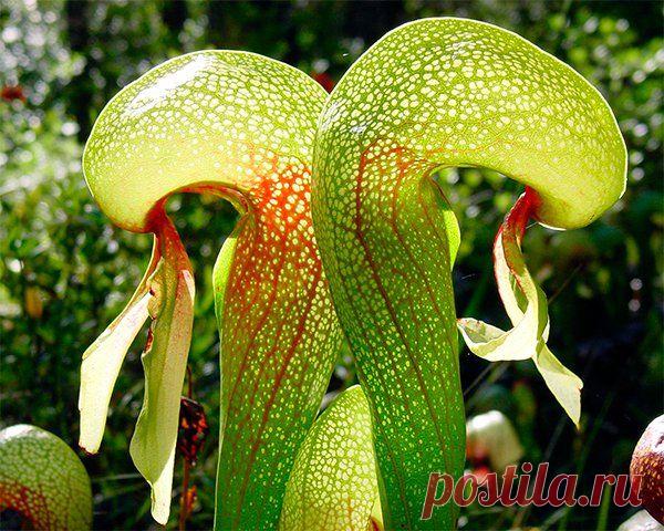 Как вырастить Дарлингтонию Калифорнийскую в домашних условиях