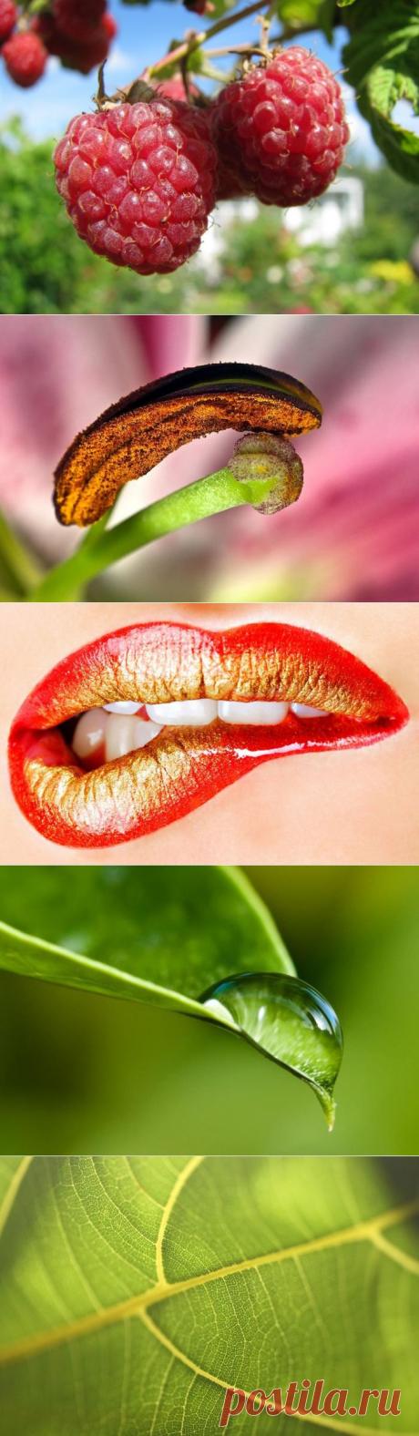 Красота в макрофотографиях.