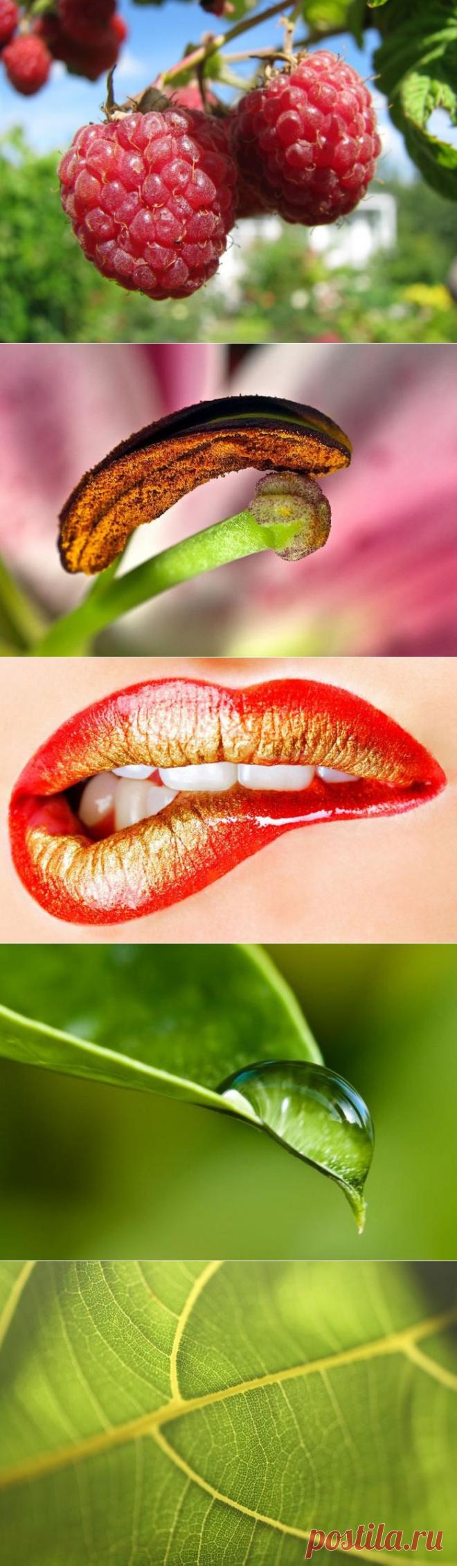 Красота в макрофотографиях.