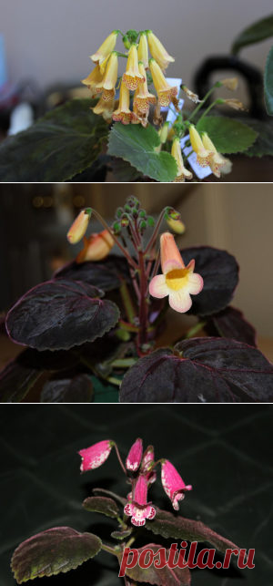 Смитианта: фото, советы и рекомендации по уходу | flori-da.ru