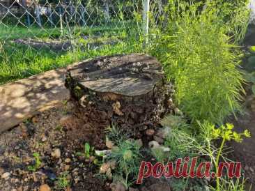 Как избавиться от муравьев на участке навсегда: вылейте это средство, и они уйдут через час. Они разводят тлю, портят корни растений и быстро захватывают новые территории.