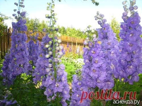 Посев семян дельфиниума на рассаду: Группа Клумбы и цветники