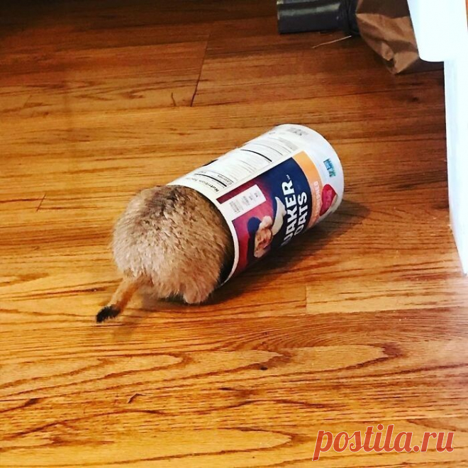 Жадность фраера сгубила: домашние питомцы, которые попали в неловкую