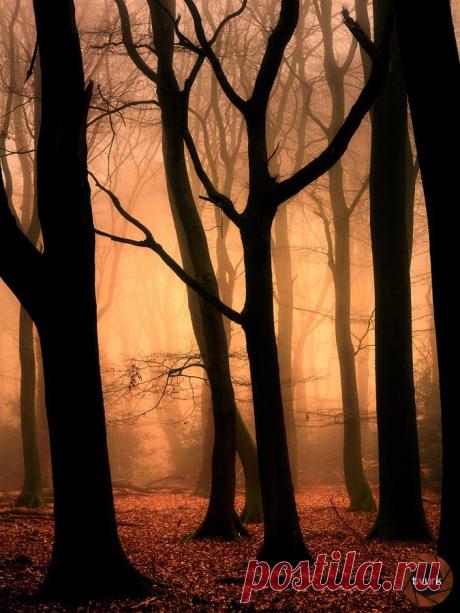 Eden by tvurk | Tree &amp; Path