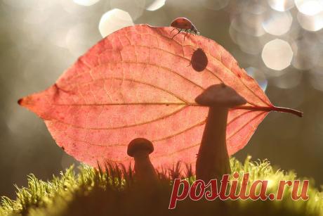 35PHOTO - Вадим Трунов - Осенняя