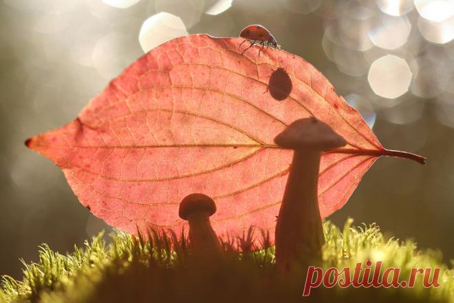 35PHOTO - Вадим Трунов - Осенняя