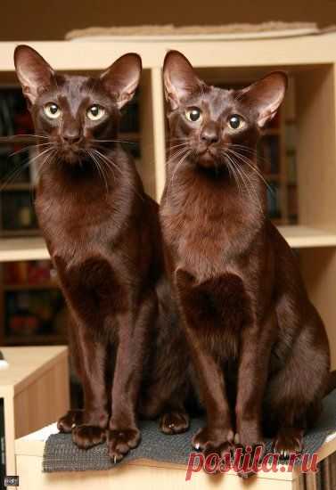 Пользователь Вера Карпушина сохранил этот пин на доску «* cats are my big love too ! *»  
(via Pinterest: ontdek en verzamel creatieve ideeën)  
|  Pinterest