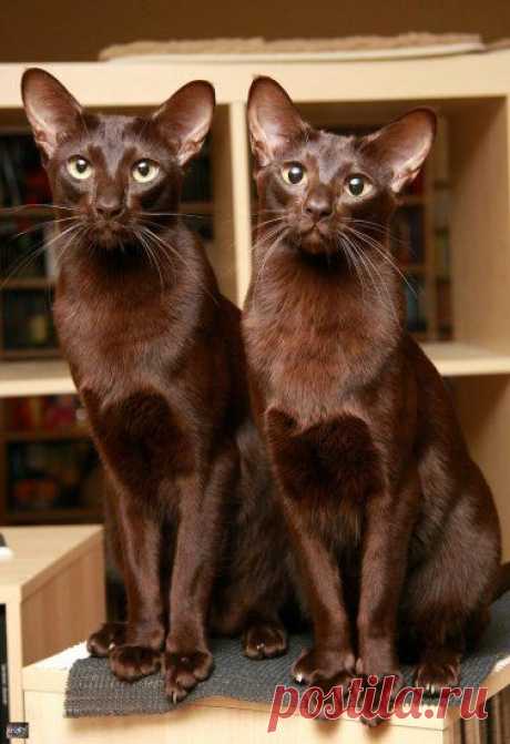 Пользователь Вера Карпушина сохранил этот пин на доску «* cats are my big love too ! *»  
(via Pinterest: ontdek en verzamel creatieve ideeën)  
|  Pinterest