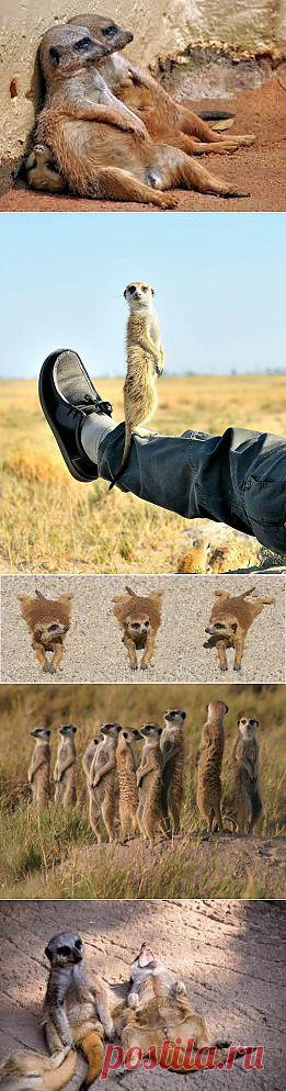 Эти забавные и очаровательные сурикаты!!! | Четвероногий юмор