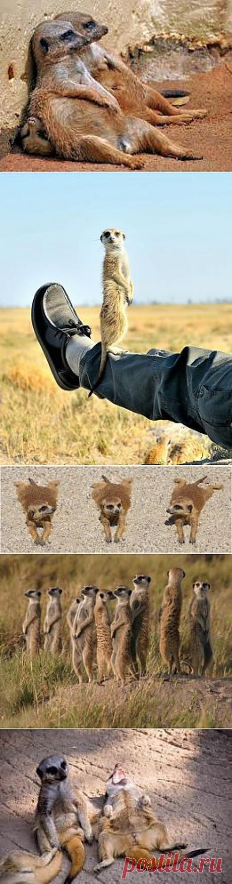 Эти забавные и очаровательные сурикаты!!! | Четвероногий юмор