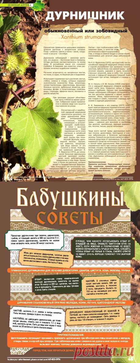 Дурнишник обыкновенный или зобовидный