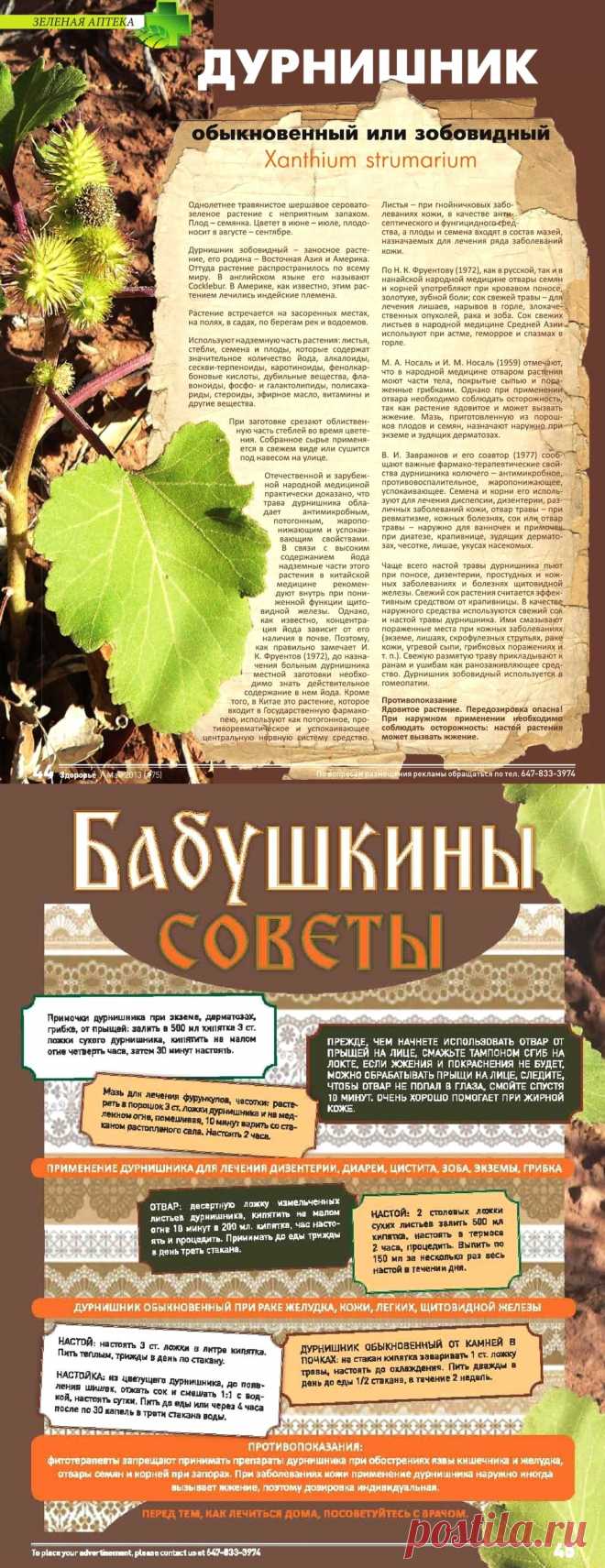 Дурнишник обыкновенный или зобовидный