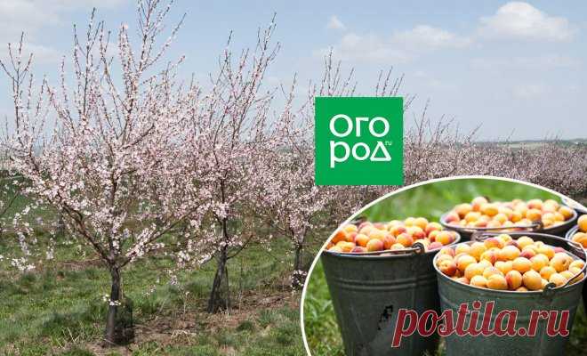 Выращивание абрикосов в средней полосе – как добиться хорошего урожая в неблагоприятных условиях