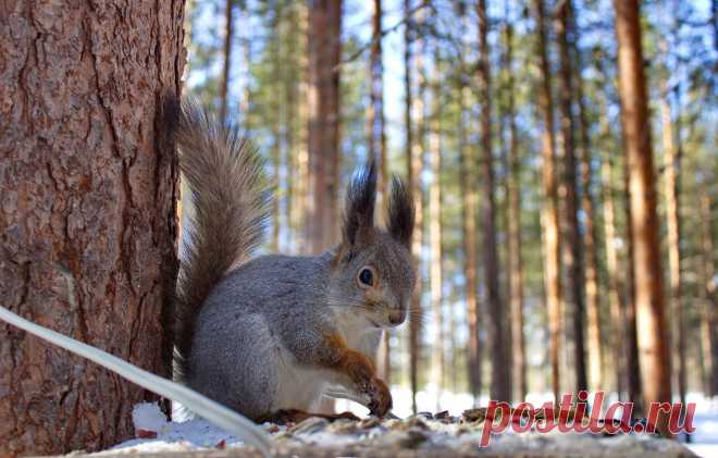 Обои зима, лес, животные, природа, белка, белочка, кормушка картинки на рабочий стол, раздел животные - скачать