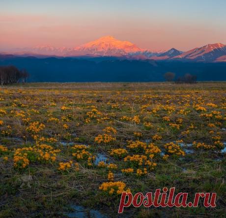 Золотые цветы на фоне закатного Эльбруса, Карачаево-Черкесия. Цветёт калужница многолепестковая (Caltha polypetata). Родина - трясины и болота субальпийской и альпийской зоны гор Кавказа и Азии. Русское название, возможно, появилось из-за любви растения к воде: образовано от старорусского калужа, что означает «болото» или просто «лужа». Снимал Федор Лашков: nat-geo.ru/community/user/27502/