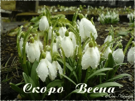 Ах, взять бы кисть  и краски посочней,
Среди зимы  весну  нарисовать .
На фоне  этих  белых простыней ,
Подснежники горстями разбросать .
По краю бирюзовым краснотал ,
Каёмкой  ещё  первую  траву ,
Тюльпанов  разноцветный  карнавал ...
И нежную, ажурную листву .
Ах, взять бы и весну  нарисовать ,
Плеснуть на снег хотя б немножко цвета ...
Но, думаю, не стоит рисковать,
А то придётся рисовать и лето.
              ***
автор ВЕРА РЫЖИХ