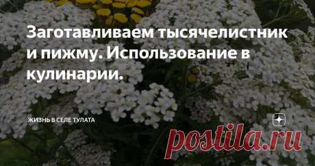 Заготавливаем тысячелистник и пижму. Использование в кулинарии. Пижма и тысячелистник я заготавливаю в виде букетов. Они отлично смотрятся в вазах. Стебель у них сухой, и их можно сушить как все сухоцветы. А зимой использовать в лечебных и кулинарных целях.
