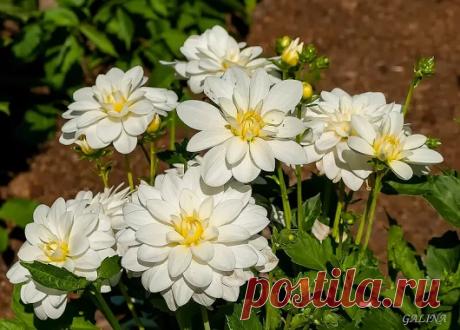 GALINA LIKHACHEVA. - Google+