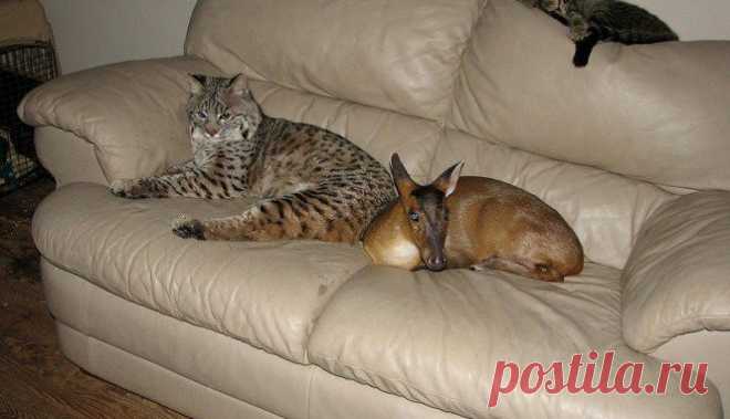 Рысь – вот это домашний котик!!! Дикие лесные погорельцы спят на диване и обнимаются с детьми. Видео! — Лап-Ушки.com — любимые животные