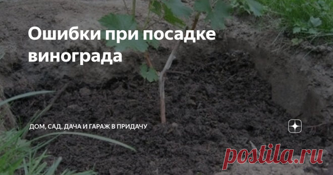 Ошибки при посадке винограда Посадка винограда неопытными садоводами может привести к гибели растений. Случается это из-за несоблюдения некоторых правил. Чтобы саженцы не погибли, необходимо учесть часто допускаемые садоводами ошибки.
Какие ошибки допускаются при посадке винограда чаще всего?
Основной ошибкой садоводов, которую они допускают на начальном этапе, является приобретение посадочного материала у неофициальных