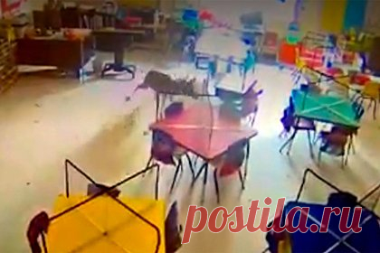 Олень пробрался в начальную школу и попал на видео. Олень пробрался в начальную школу города Эвергрин, США. Животное разбило окно школьного кабинета и оказалось внутри. Олень скользил по полу и метался по помещению, пытаясь найти выход на улицу. По утверждению представителя администрации школы, он пробыл в кабинете несколько часов.