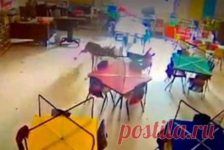 Олень пробрался в начальную школу и попал на видео. Олень пробрался в начальную школу города Эвергрин, США. Животное разбило окно школьного кабинета и оказалось внутри. Олень скользил по полу и метался по помещению, пытаясь найти выход на улицу. По утверждению представителя администрации школы, он пробыл в кабинете несколько часов.