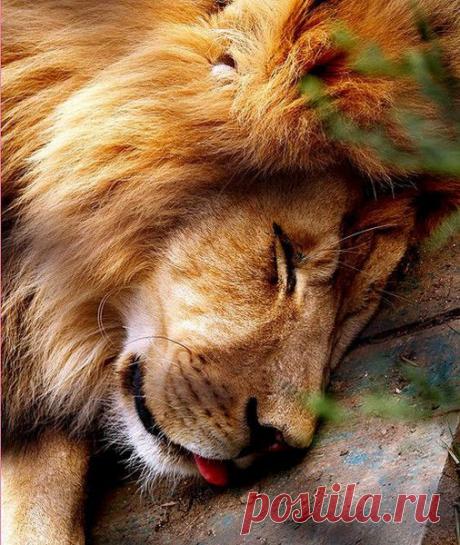 Фото Без названия. Альбом ЦАРЬ ЗВЕРЕЙ - 50 фото. Фотографии ⊰✿⊱ ОЛЬГА ⊰✿⊱.