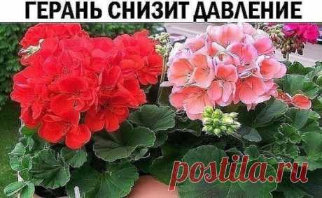 ГЕРАНЬ СНИЗИТ ДАВЛЕНИЕ 
Взять лист герани, размять пальцами и наложить на запястье руки в место, где прослушивается пульс. Держать минут 10, давление падает на глазах. 
СОСТАВ И ЛЕЧЕБНЫЕ СВОЙСТВА ГЕРАНИ
1. В химическом составе герани находиться большое количество полезных веществ. Кроме крахмала и углеводов в корнях данного растения можно обнаружить: тритерпеновые сапонины, фенолкарбоновые кислоты, флавоноиды, катехины. 
2. Во всех частях герани находятся крайне полезные для человеческого ор