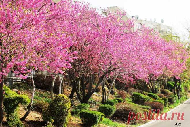 ВСЕМ ДОБРОЕ УТРО! ПРИГЛАШАЮ ПОСМОТРЕТЬ! МОЕ ЛЮБИМОЕ ДЕРЕВО!