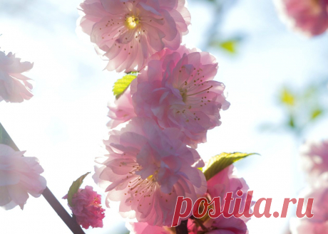 Невеста - Дом Дождя - ЛенсАрт.ру