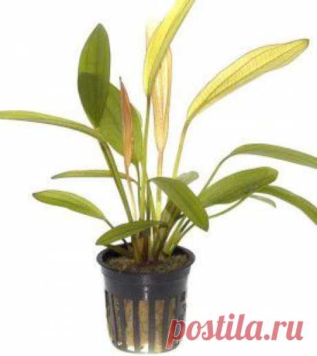 Echinodorus «Red Diamond» | Оформление аквариума
