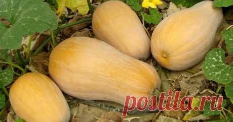 Все о тыквах: от выбора семян до хранения урожая "Что там возиться с этой тыквой? Воткнул семена у забора и жди урожая" – так полагают многие дачники, получающие осенью десяток мелких, суховатых плодов с непробиваемой кожурой и посредственным вкусом. Пора исправлять ситуацию!