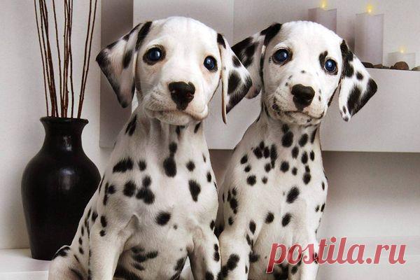 Уши, лапы, хвост