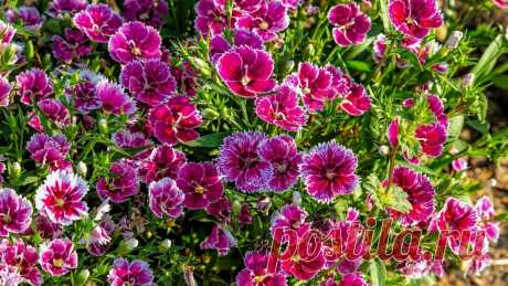 Цветущие клумбы с ранней весны до поздней осени-на радость себе и окружающим | САД | Яндекс Дзен