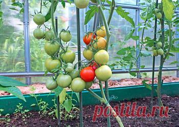 Проведение процедуры подкормки помидоров в теплице