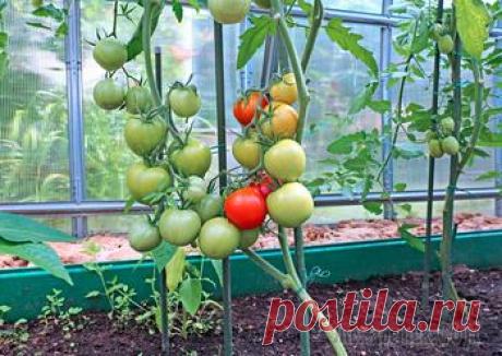 Проведение процедуры подкормки помидоров в теплице