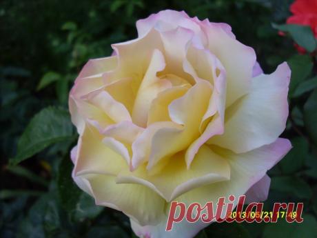 Мой Мир@Mail.Ru