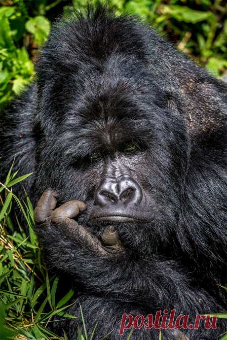 Позитивная галерея: 40 фото с конкурса на самый смешной снимок дикой природы | Канобу