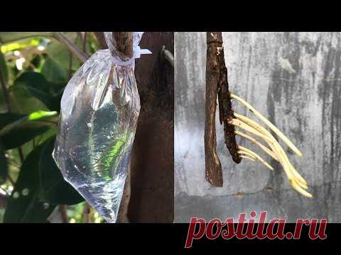 Как извлечь растениям из воды очень много корней