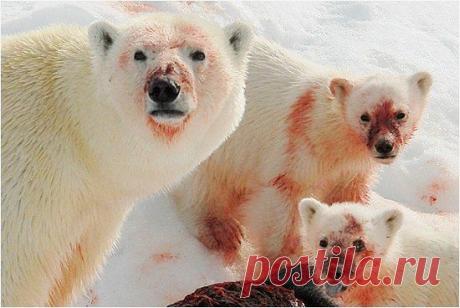 Печень белого медведя токсична из за витамина А