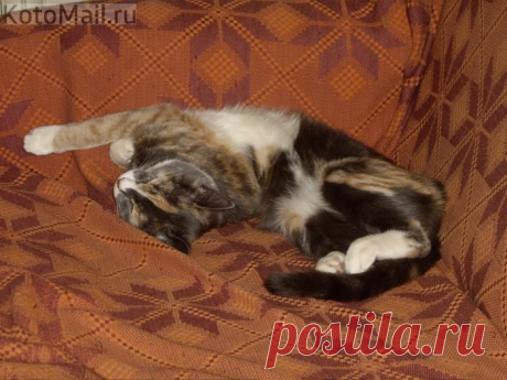 Спу... | KotoMail.ru