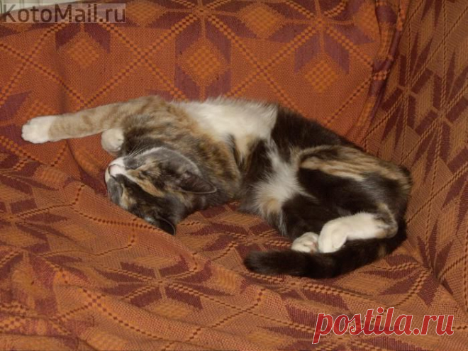 Спу... | KotoMail.ru