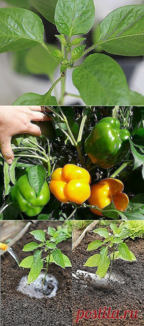 (3) Одноклассники