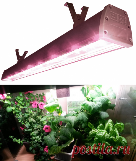 Светодиодный фитосветильник ECOLED-60LX Fito IP65
