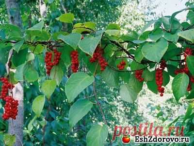 Лимонник: полезные свойства растения и противопоказания