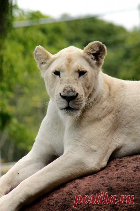 Животные - это шумиха