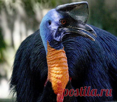 Самые редкие животные мира 
ШЛЕМОНОСНЫЙ КАЗУАР