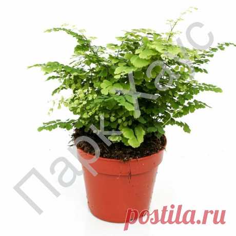 Адиантум непальский мелколистный, купить в Ростове, Adiantum venustum micropyllum, заказать почтой, доставка, ЭКЗОТИЧЕСКИЕ РАСТЕНИЯ, ЦВЕТЫ ОРАНЖЕРЕЙНЫЕ Купить растения в Ростове-на-Дону, Интернет-магазин, питомник растений, хвойные и лиственные, уличные, плодовые и декоративные деревья и кустарники, растения, цветы, саженцы винограда, газоны, семена, комнатные цветы, экзотические растения в Ростове-на-Дону, черенки, букеты, оранжерея, теплицы, садовый центр